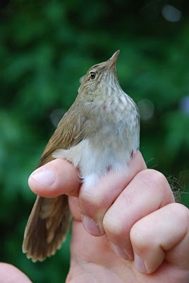 River Warbler, Sundre 